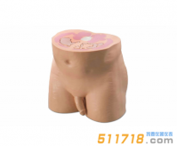 美國(guó)CIRS 801-P男性腹部/骨盤(pán)體模