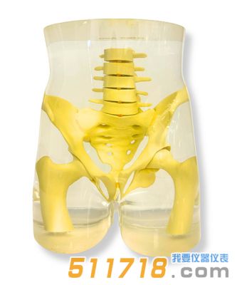 美國RSD RS-113T骨盆模體